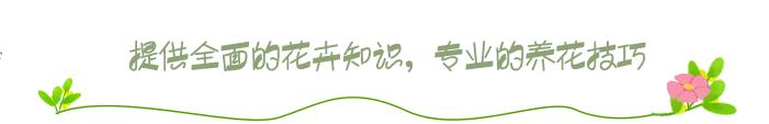 桃金娘开花真有趣，如同星空一般，星星点点颜值高