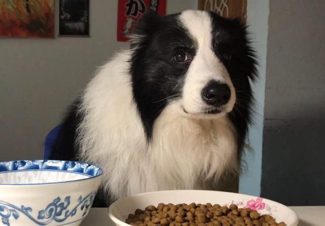 边牧吃什么狗粮比较好？（边牧一般吃什么牌子狗粮好也不贵）